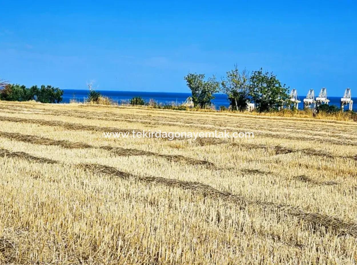 Asyaport Limanına Sadece 1 Km Yakınlıkta Acil Satılık 4.150 M2 Konut İmarlı Tarla