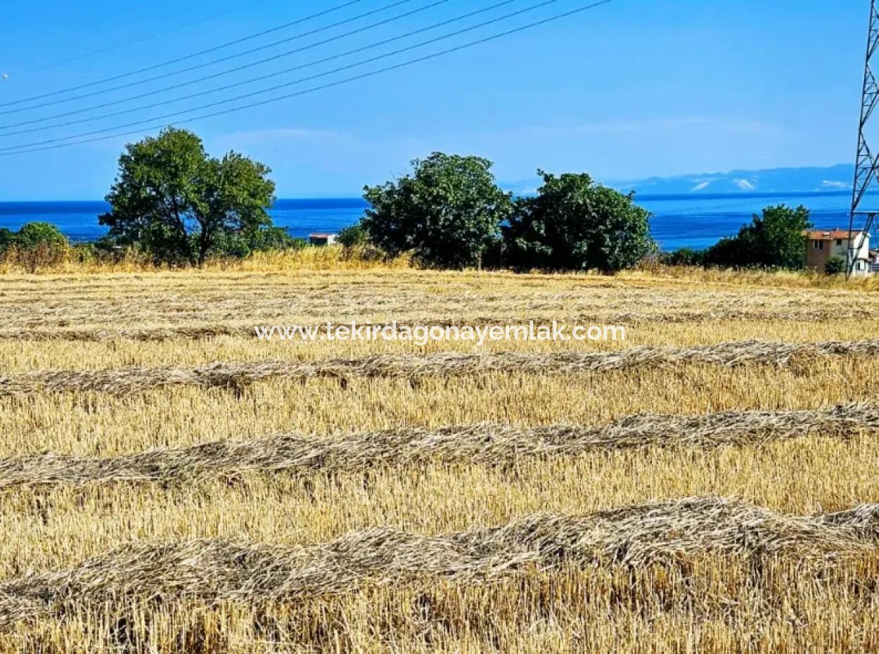Asyaport Limanına Sadece 1 Km Yakınlıkta Acil Satılık 4.150 M2 Konut İmarlı Tarla