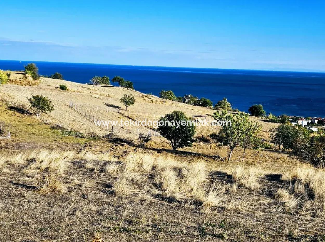 Tekirdağ Süleymanpaşa Barbaros Mahallesinde Muhteşem Deniz Ve Doğa Manzaralı Satılık 532 M2 Köşe Arsa