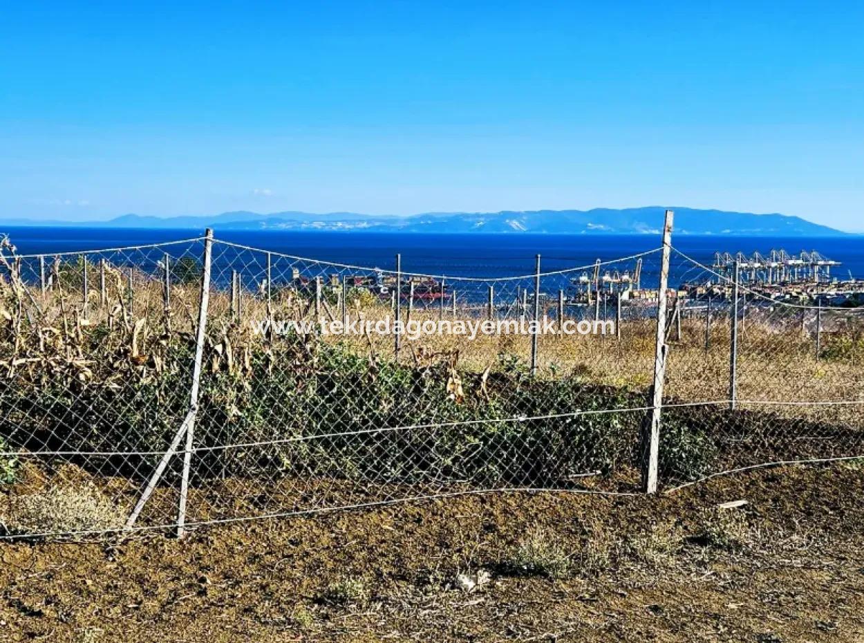 Tekirdağ Barbarosta Acil Satılık Full Deniz Manzaralı 765 M2 Kelepir Arsa