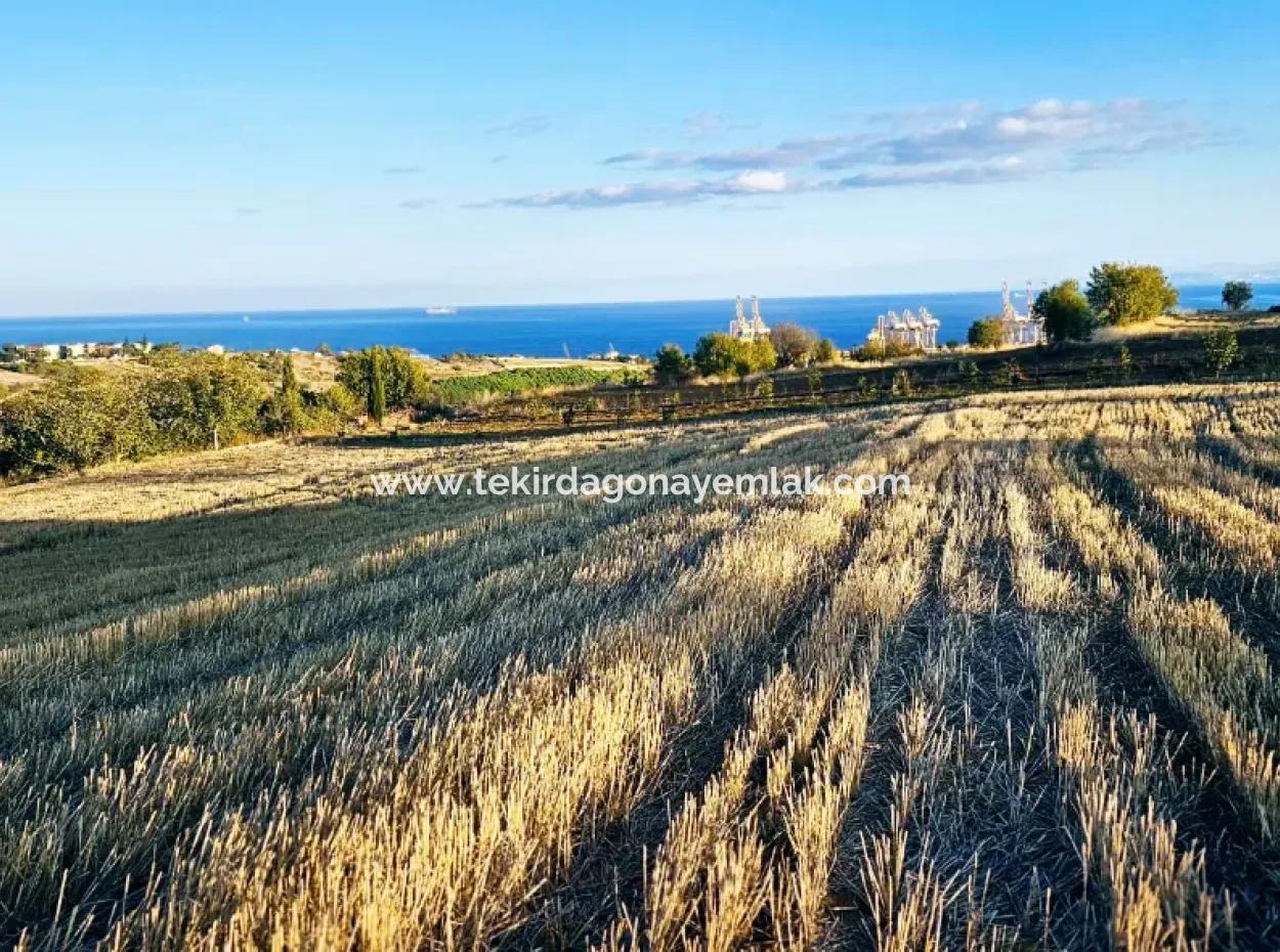 Asyaport Limanı Mevcut İmar Planı İçinde Yatırımcısına Yüksek Kazanç Garantisi Fırsat Arazi