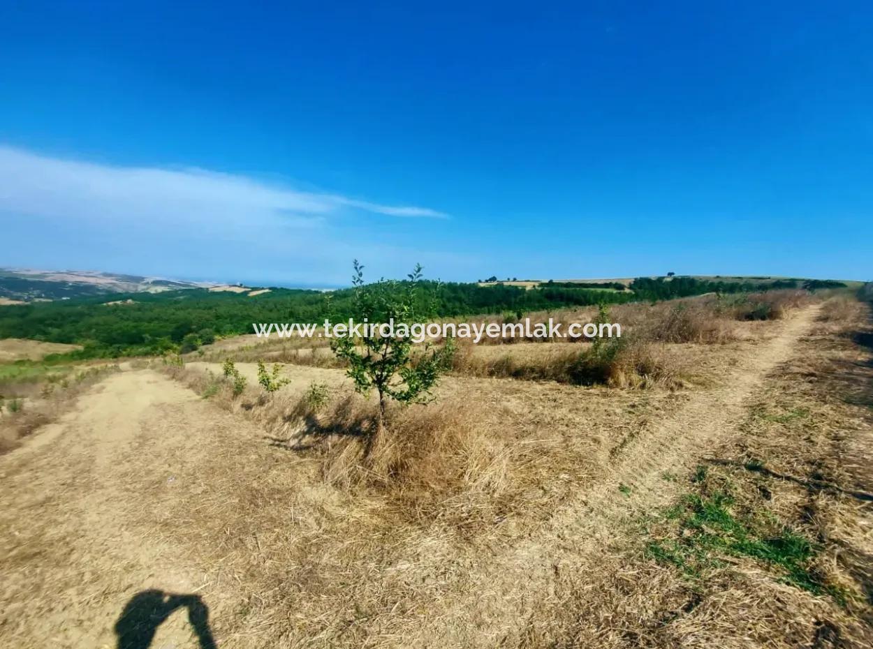 Acil Satılık 35 Dönüm Meyva Bahçesi İstersen Çiftlik Yeri De Kullanmaya Uygun Fırsat Yatırınlık Tarla