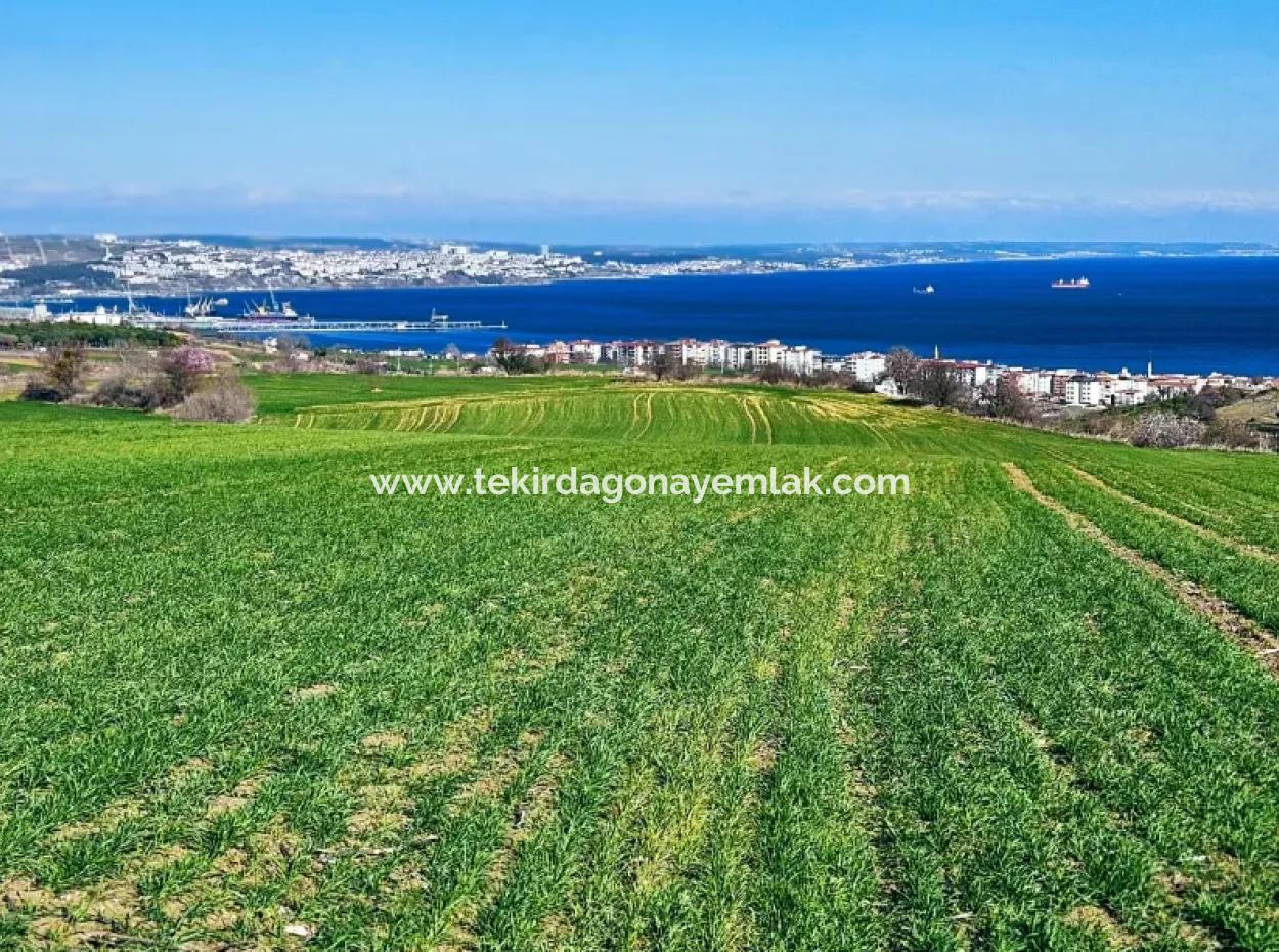 Tekirdağ Barbarosta Acil Satılık Full Deniz Manzaralı 75 Adet Villa Yapmaya Uygun Arazi