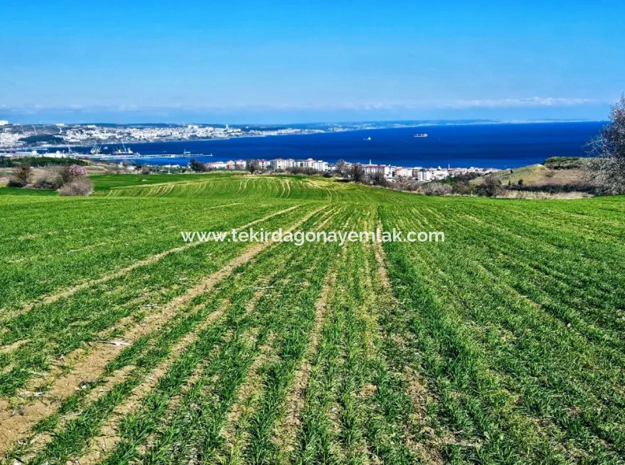 İstanbula En Yakın Bölge Tekirdağ Barbarost Full Deniz Ve Doğa Manzaralı 75 Adet Lüxs Villa Lar Yapmaya Uygun 34.500 Fırsat İmarlı Arazi