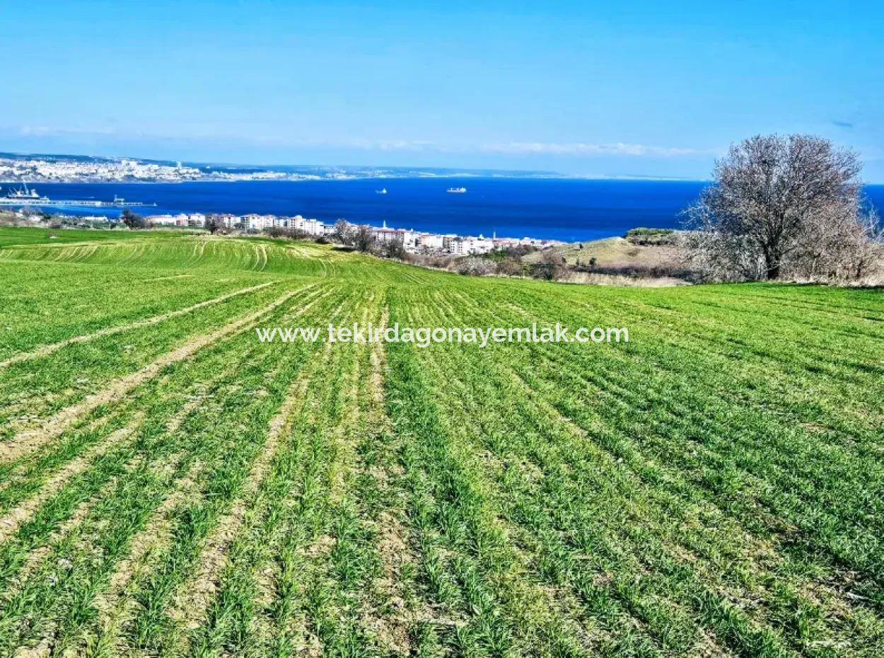 İstanbula En Yakın Bölge Tekirdağ Barbarost Full Deniz Ve Doğa Manzaralı 75 Adet Lüxs Villa Lar Yapmaya Uygun 34.500 Fırsat İmarlı Arazi