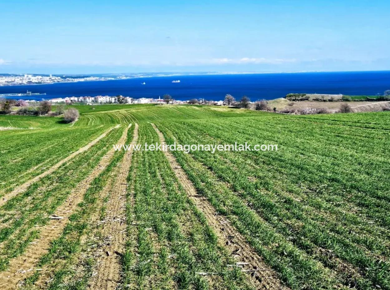 İstanbula En Yakın Bölge Tekirdağ Barbarost Full Deniz Ve Doğa Manzaralı 75 Adet Lüxs Villa Lar Yapmaya Uygun 34.500 Fırsat İmarlı Arazi