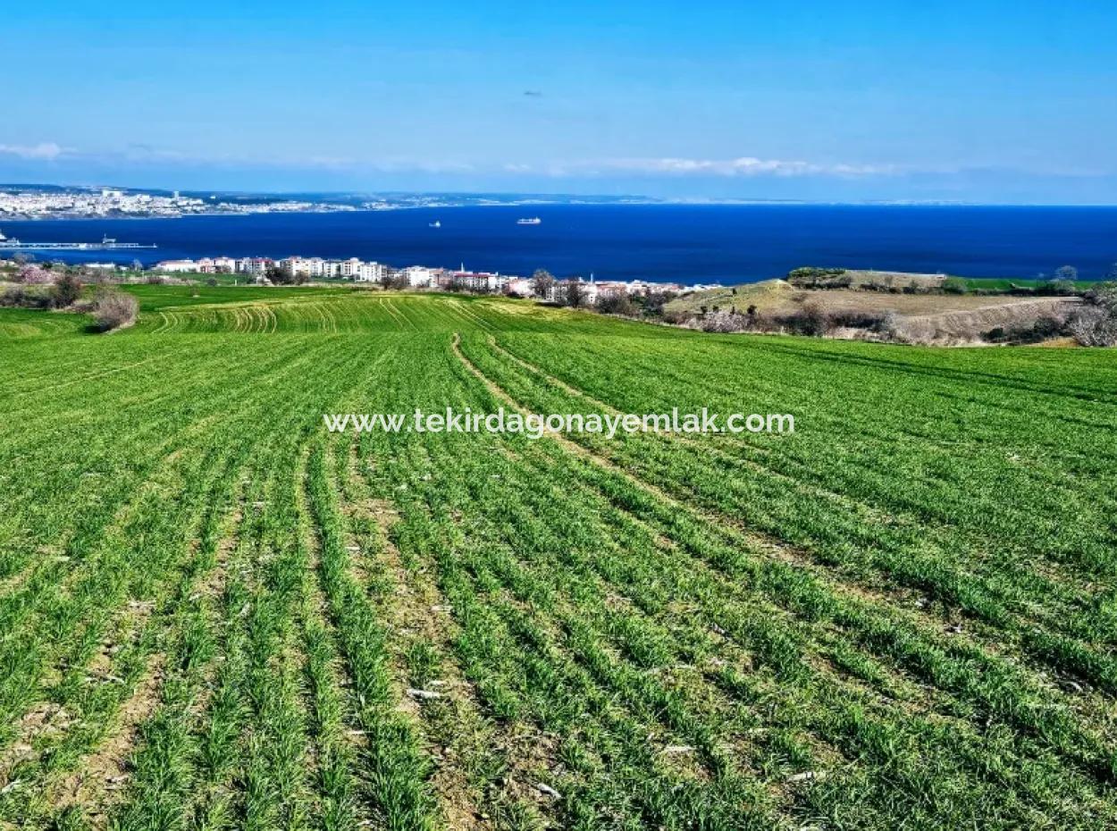 İstanbula En Yakın Bölge Tekirdağ Barbarost Full Deniz Ve Doğa Manzaralı 75 Adet Lüxs Villa Lar Yapmaya Uygun 34.500 Fırsat İmarlı Arazi