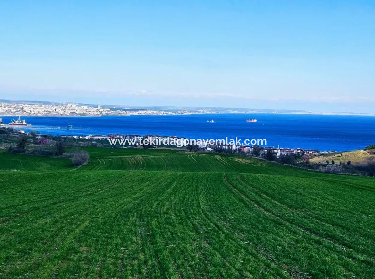 İstanbula En Yakın Bölge Tekirdağ Barbarost Full Deniz Ve Doğa Manzaralı 75 Adet Lüxs Villa Lar Yapmaya Uygun 34.500 Fırsat İmarlı Arazi