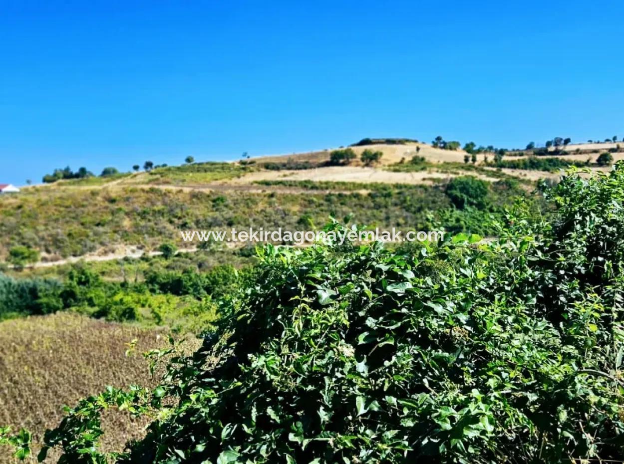 Tekirdağ Barbarosta 9.100 M2 Acil Satılık İster Parsel Yap İstersen Villa Yap Yüksek Kazanç Garantisi