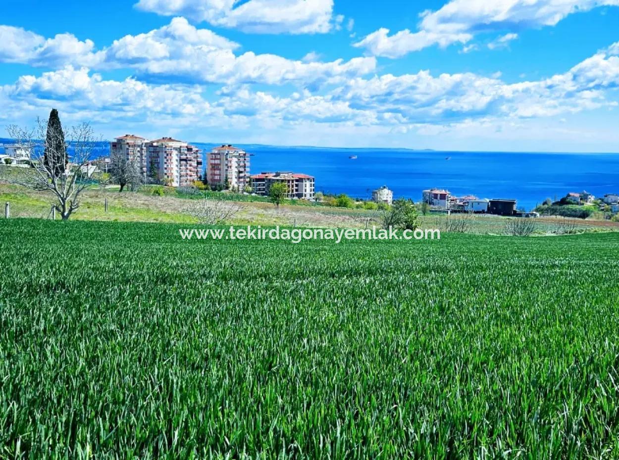 Tekirdağ Barbarosta Acil Satılık Kooparetif Ve Site Yapmaya Uygun. Yatırımcısına Yüksek Kaznç Garantisi