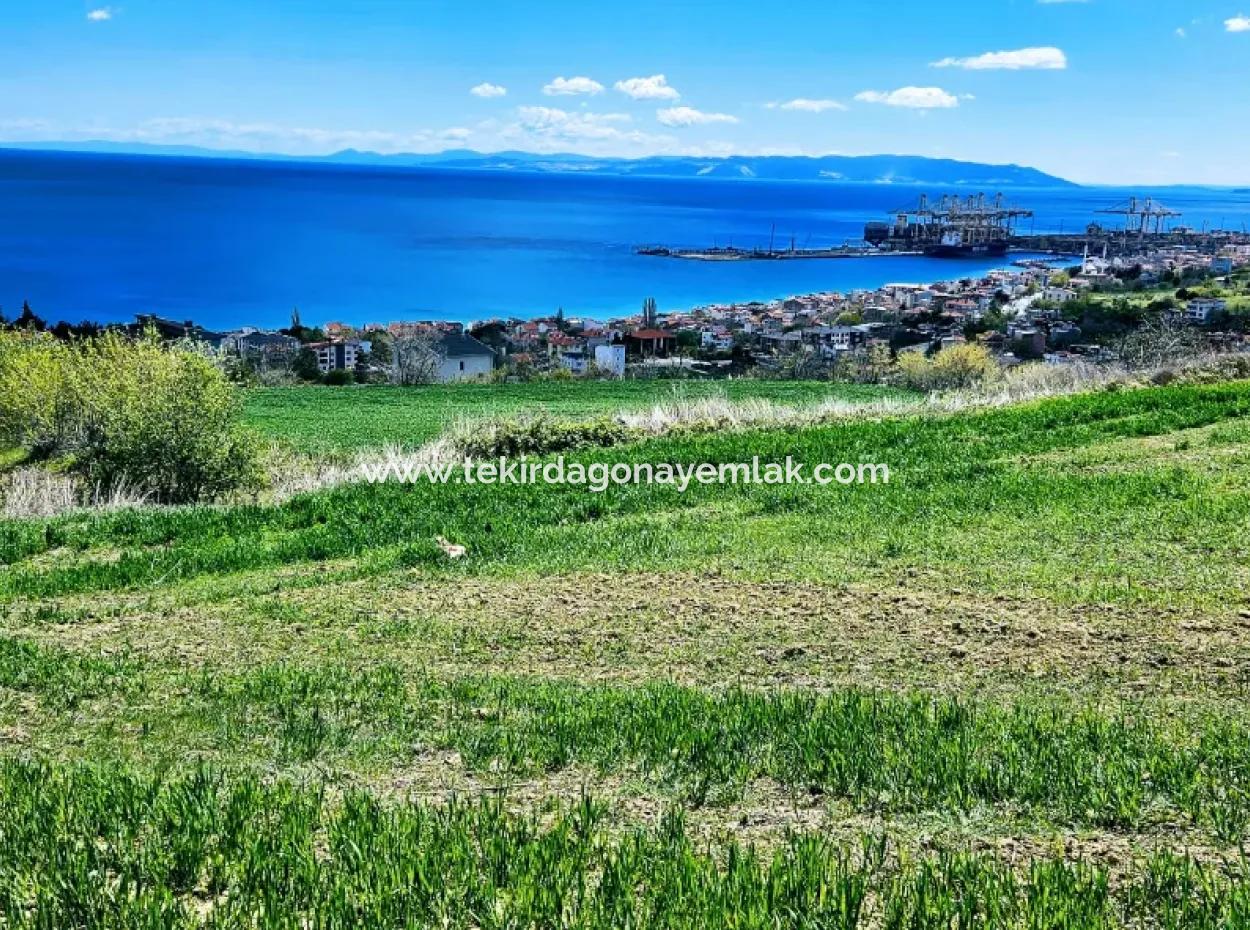 Tekirdağ Barbarosta Acil Satılık 45 Dairelik Kooparetif Site Yapımına Uygun Full Deniz Manzaralı Konut İmarlı Arazi