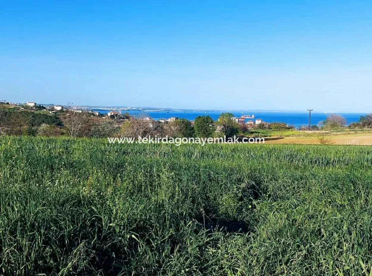 Yatırım Fırsatı: Tekirdağ Barbaros Satılık 615 M2 Köşe Arsa - Acil Satılık, Deniz Ve Doğa Manzaralı, %30 İmarlı