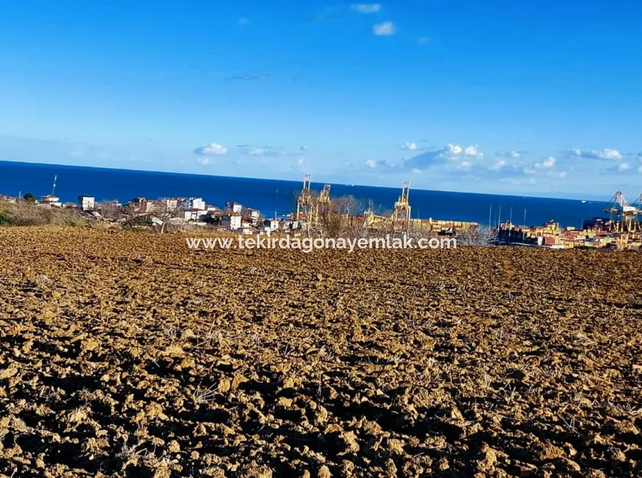 Tekirdağ'ın Süleymanpaşa Barbaros Mevkisinde Bulunan Eşsiz 17.800 M2 Konut İmarlı Arsa