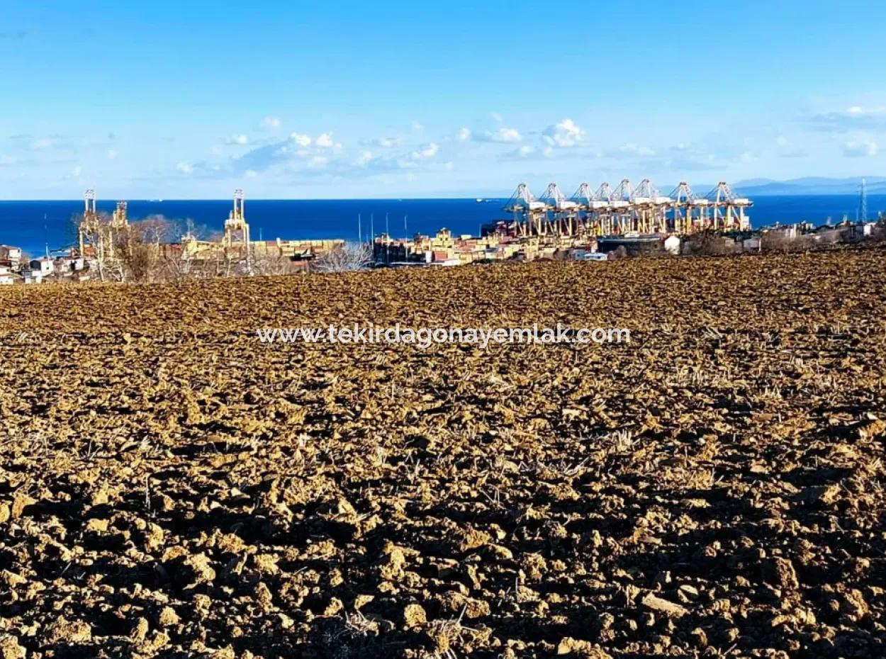 Tekirdağ'ın Süleymanpaşa Barbaros Mevkisinde Bulunan Eşsiz 17.800 M2 Konut İmarlı Arsa