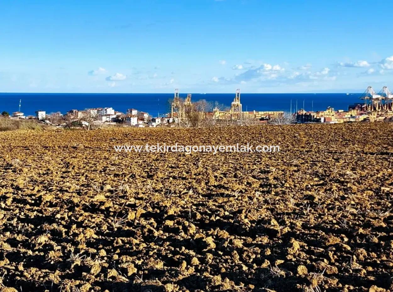 Tekirdağ'ın Süleymanpaşa Barbaros Mevkisinde Bulunan Eşsiz 17.800 M2 Konut İmarlı Arsa