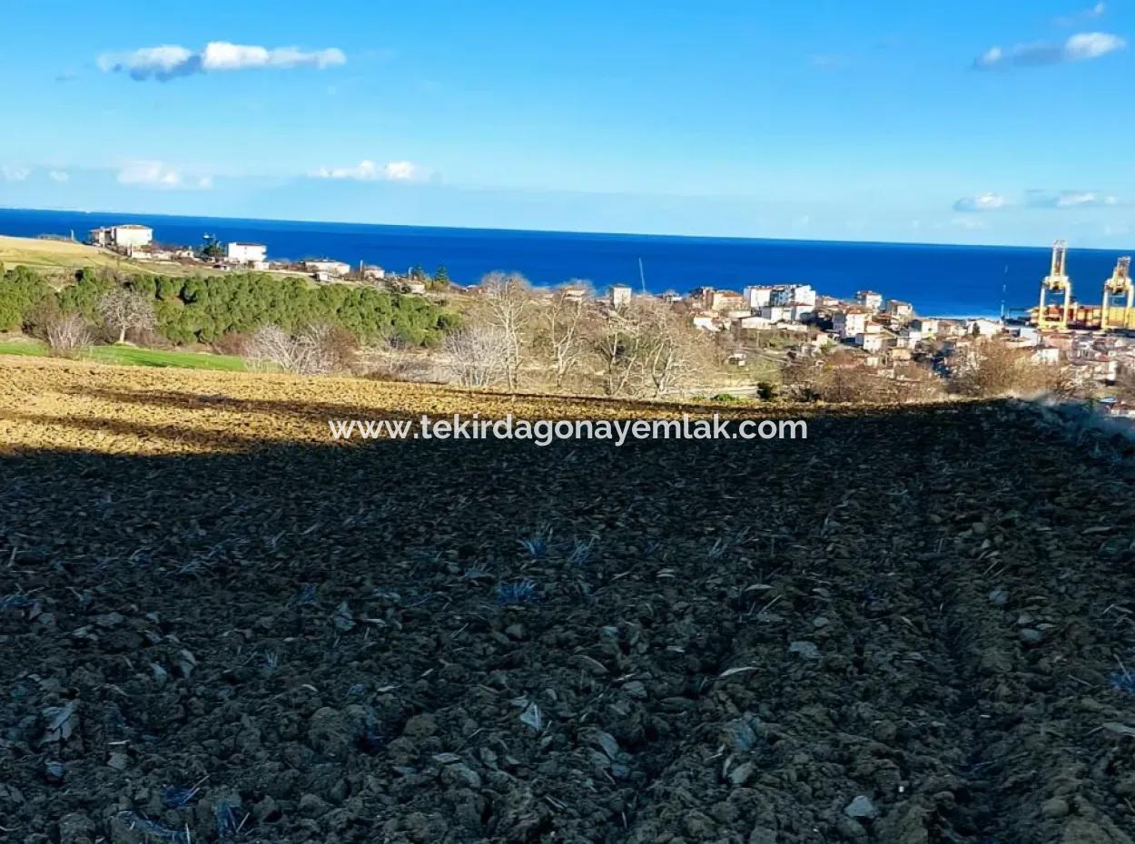 Tekirdağ'ın Süleymanpaşa Barbaros Mevkisinde Bulunan Eşsiz 17.800 M2 Konut İmarlı Arsa