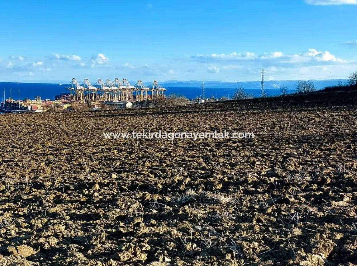 Tekirdağ'ın Süleymanpaşa Barbaros Mevkisinde Bulunan Eşsiz 17.800 M2 Konut İmarlı Arsa