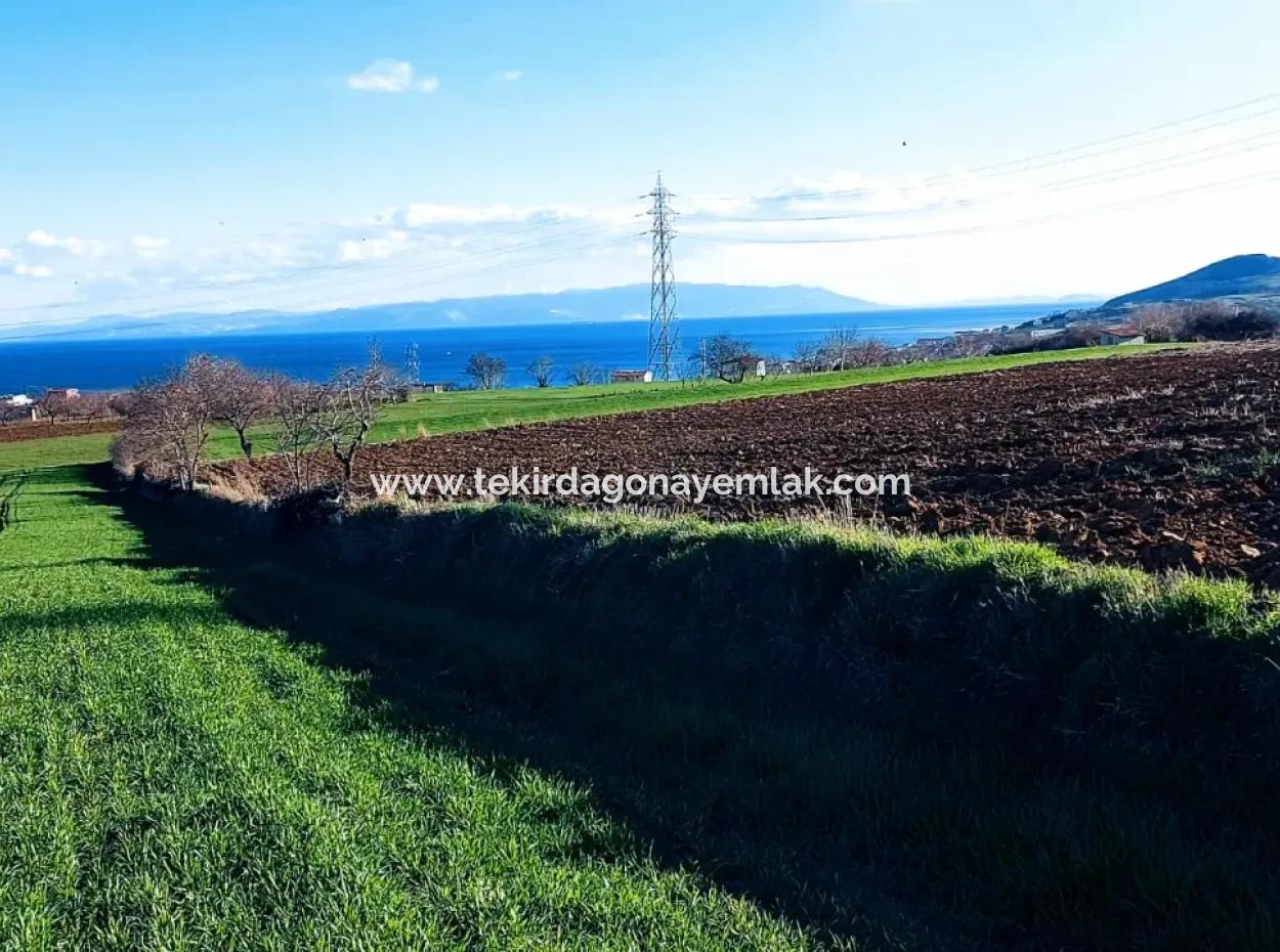 Tekirdağ Barbaros Asyaport Limanına Yakın 17 980 M2 Satılık Tarla