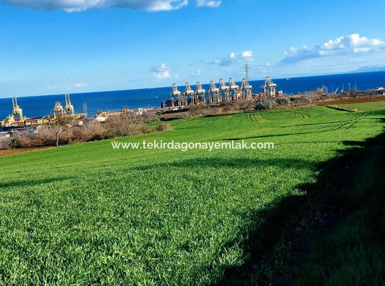 Tekirdağ Barbaros Asyaport Limanına Yakın 17 980 M2 Satılık Tarla