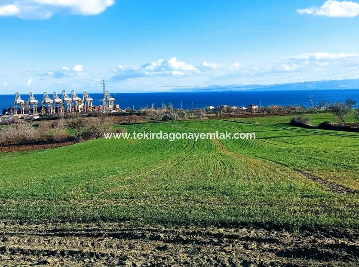 Tekirdağ Barbaros Asyaport Limanına Yakın 17 980 M2 Satılık Tarla