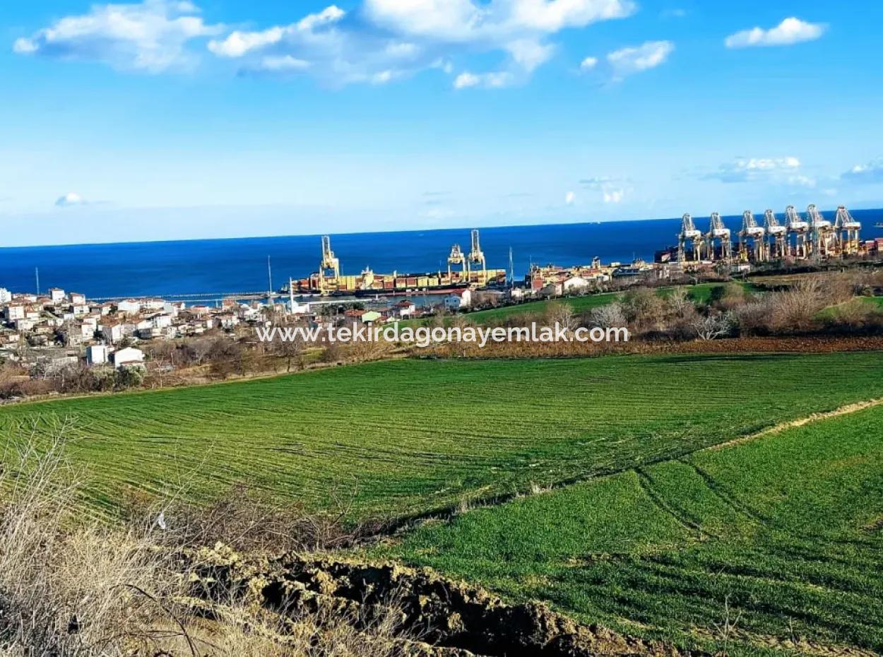 Tekirdağ Barbaros Asyaport Limanına Yakın 17 980 M2 Satılık Tarla