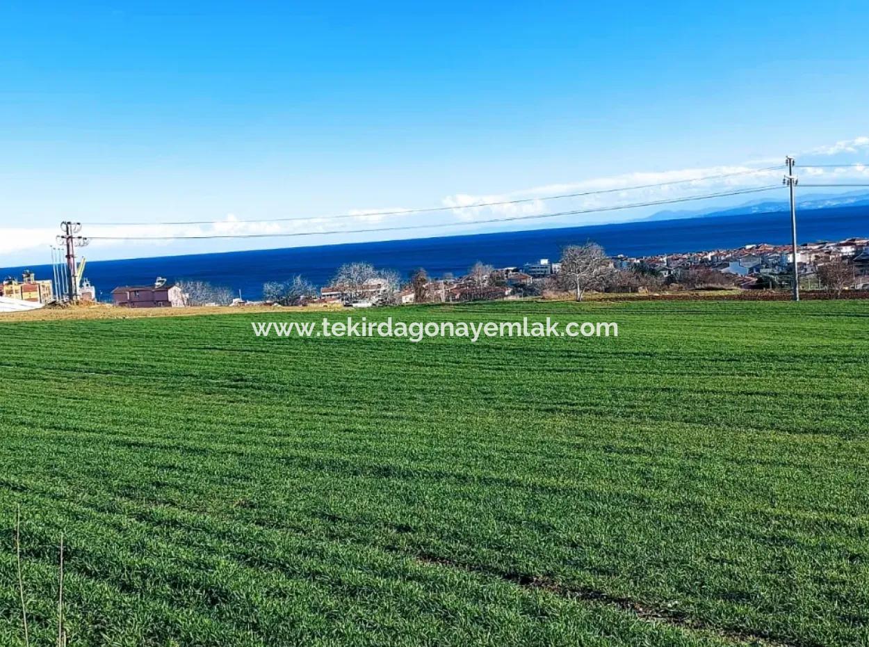Tekirdağ Süleymanpaşa Barbaros'ta Bulunan Bu 11.100 M2 Konut İmarlı Arazi, Harika Bir Konumda Yer Alıyor.