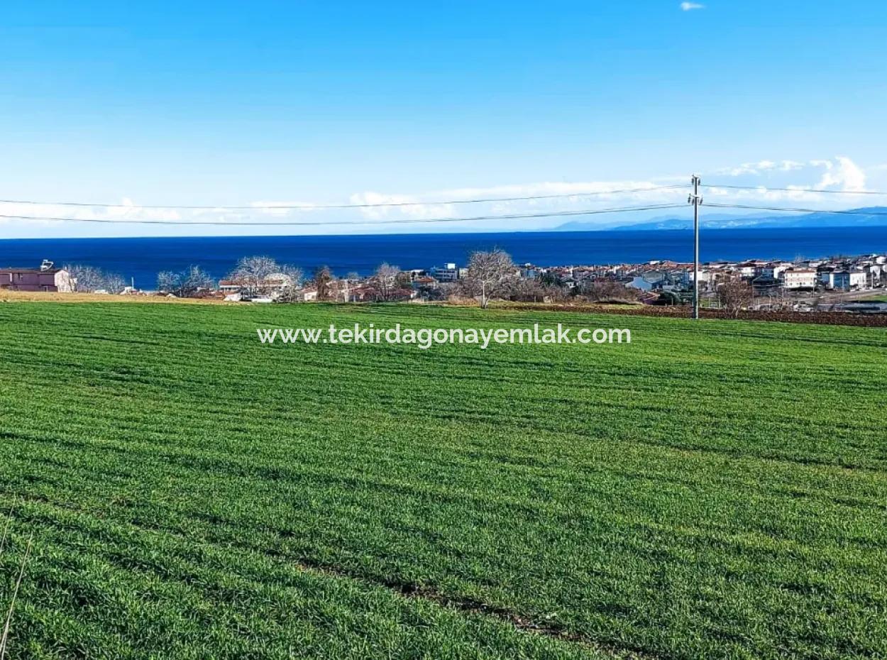 Tekirdağ Süleymanpaşa Barbaros'ta Bulunan Bu 11.100 M2 Konut İmarlı Arazi, Harika Bir Konumda Yer Alıyor.