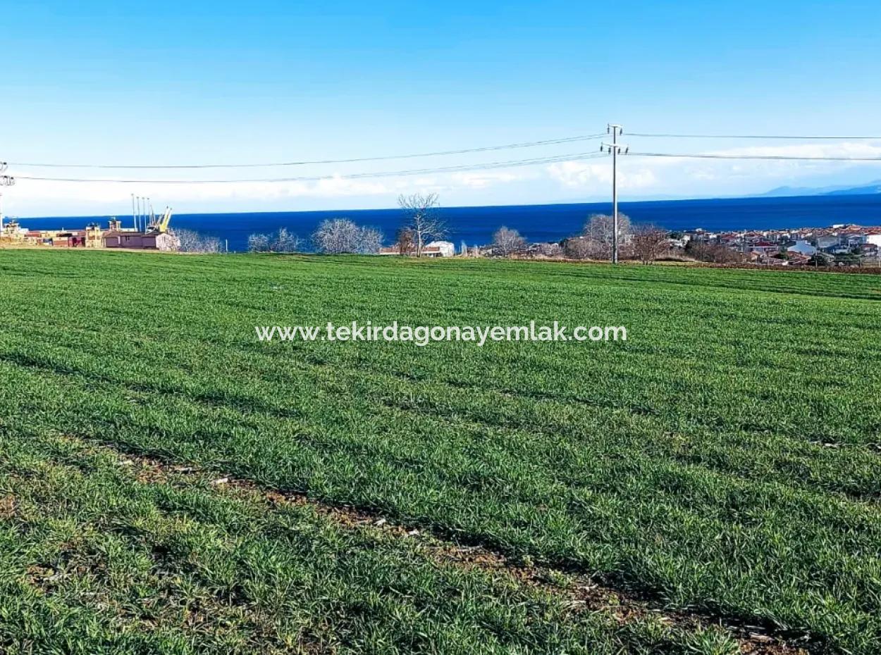 Tekirdağ Süleymanpaşa Barbaros'ta Bulunan Bu 11.100 M2 Konut İmarlı Arazi, Harika Bir Konumda Yer Alıyor.