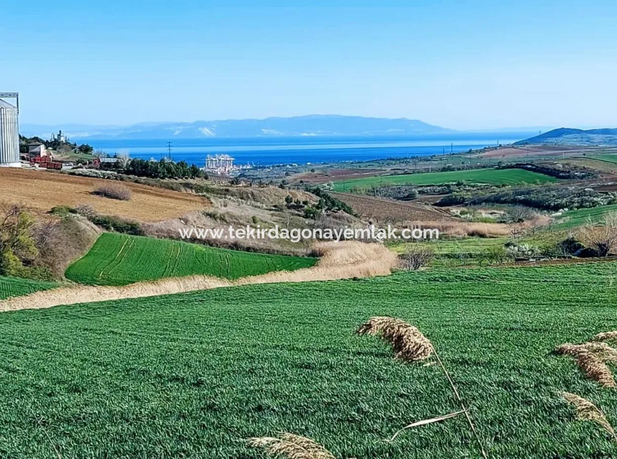 Tekirdağ'ın Nusuratlı Mevkisinde 19.500 Metrekarelik Ticari Ve Sanayi Alanında Satılık Tarla