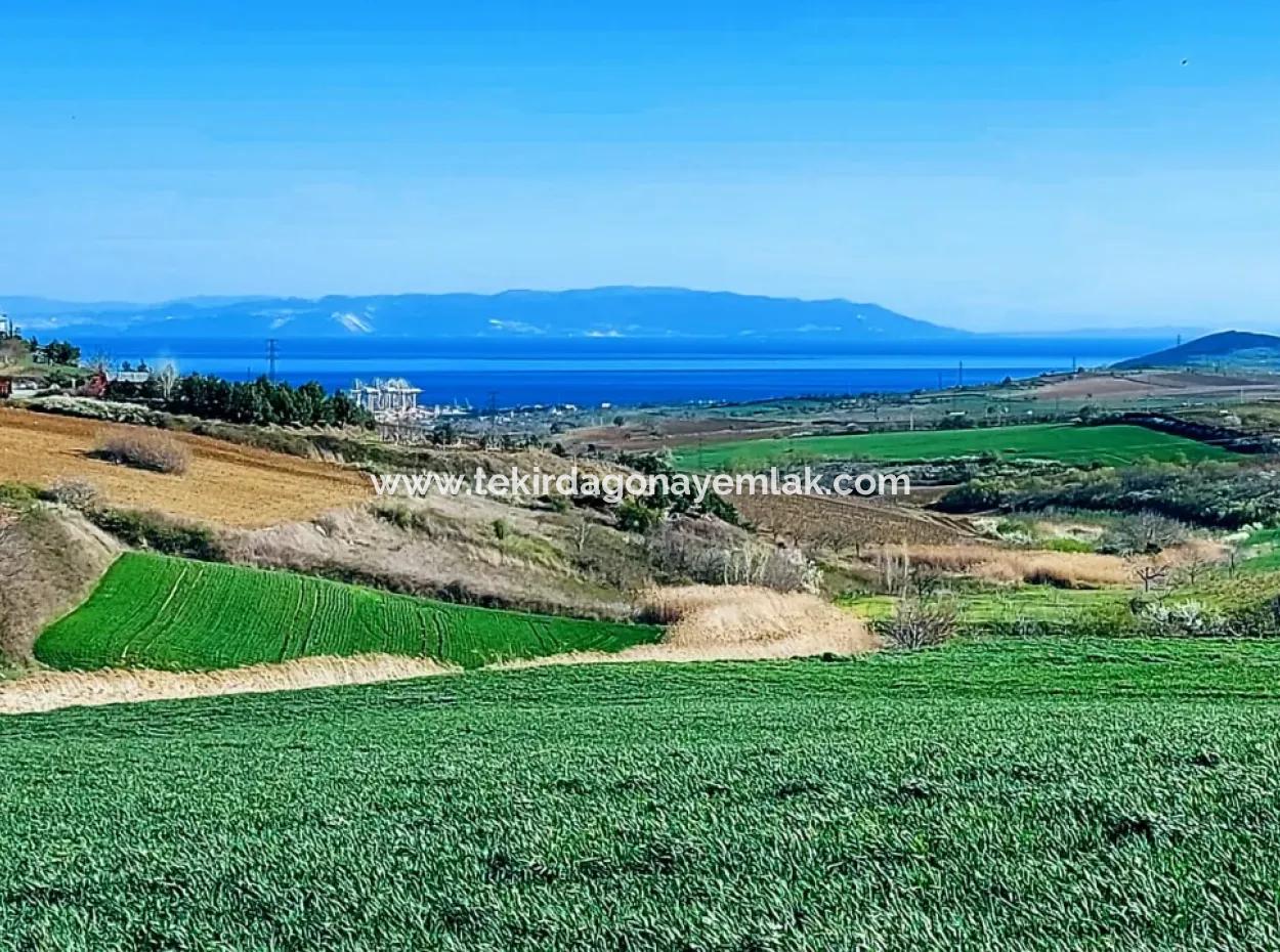 Tekirdağ'ın Nusuratlı Mevkisinde 19.500 Metrekarelik Ticari Ve Sanayi Alanında Satılık Tarla