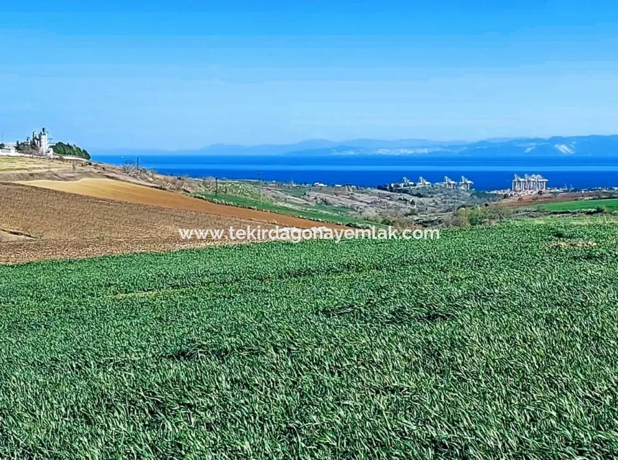 Tekirdağ'ın Nusuratlı Mevkisinde 19.500 Metrekarelik Ticari Ve Sanayi Alanında Satılık Tarla