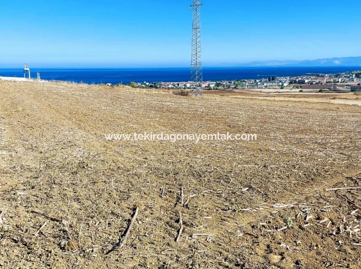 Tekirdağ Barbaros'ta Bulunan 21,900 M2 Arsa, Asyaport Limanı Mevcut İmar Planı İçinde Yer Almaktadır