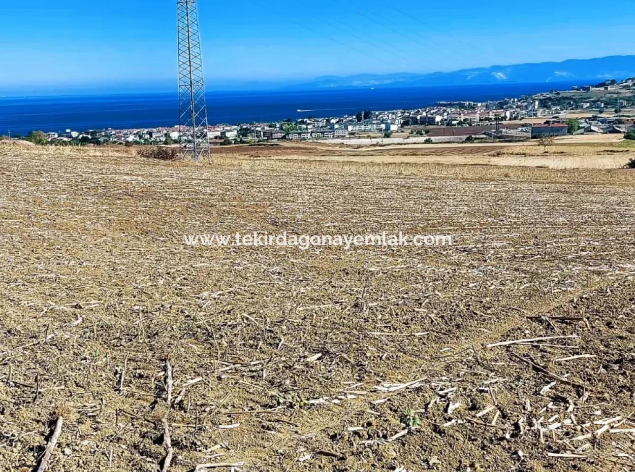 Tekirdağ Barbaros'ta Bulunan 21,900 M2 Arsa, Asyaport Limanı Mevcut İmar Planı İçinde Yer Almaktadır