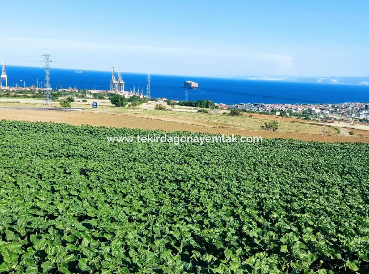 Tekirdağ Barbaros'ta Bulunan 17,980 M2 Arsa, Asyaport Liman Yolu'na Cepheli Konumdadır.