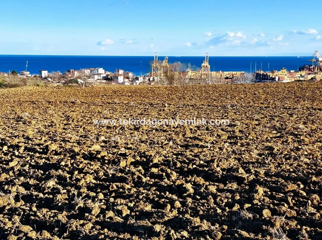 Tekirdağ Barbaros Asyaport Limanına Yakın, Muazzam Manzaralı 17.100 M2 Konut İmarlı Tarla