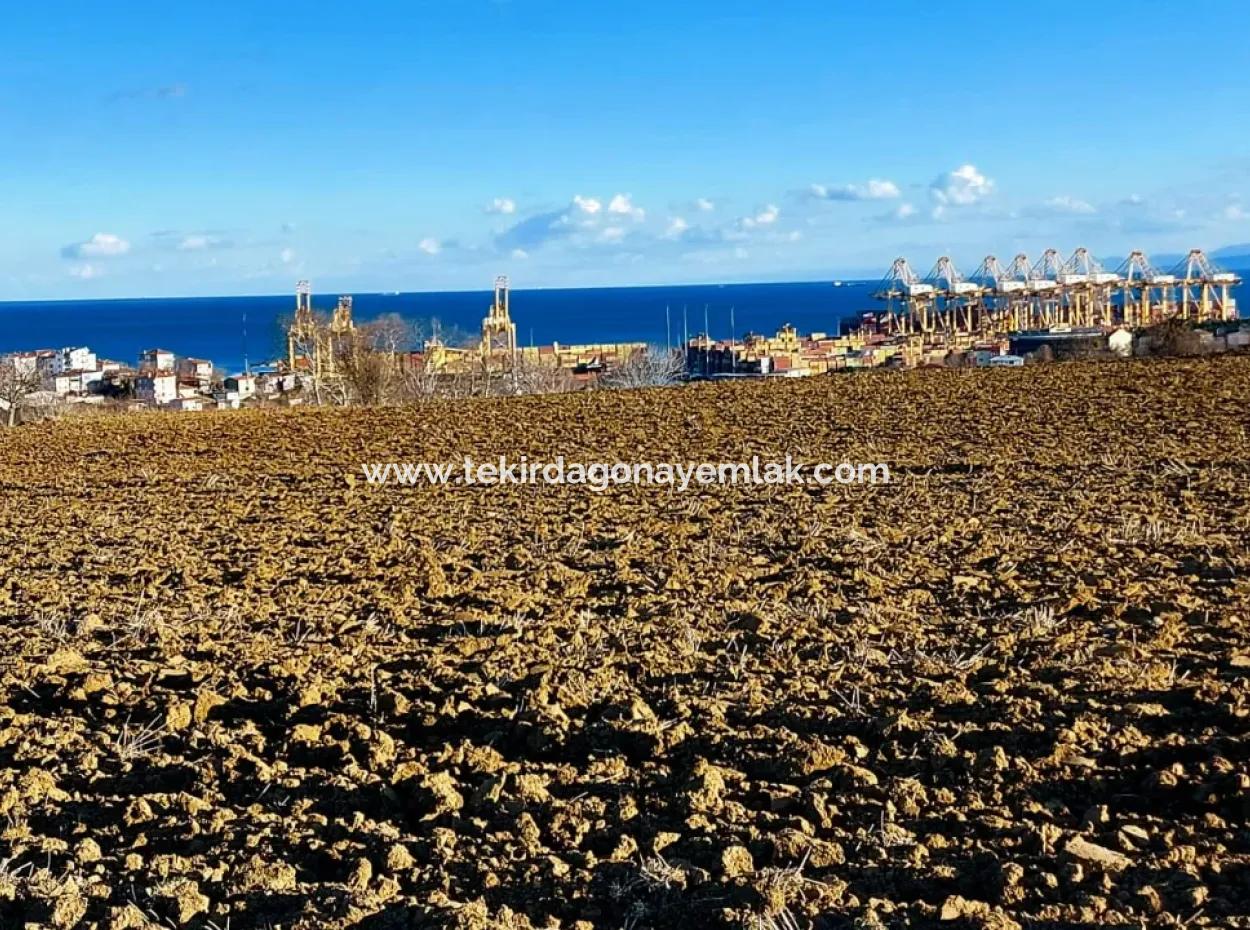 Tekirdağ Barbaros Asyaport Limanına Yakın, Muazzam Manzaralı 17.100 M2 Konut İmarlı Tarla