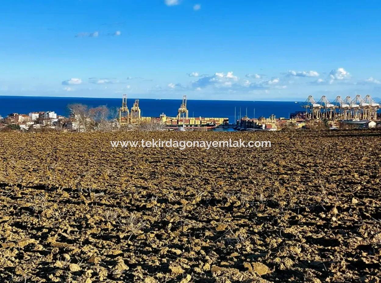 Tekirdağ Barbaros Asyaport Limanına Yakın, Muazzam Manzaralı 17.100 M2 Konut İmarlı Tarla