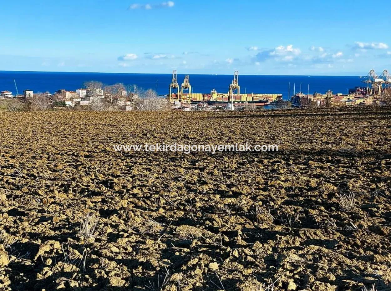 Tekirdağ Barbaros Asyaport Limanına Yakın, Muazzam Manzaralı 17.100 M2 Konut İmarlı Tarla