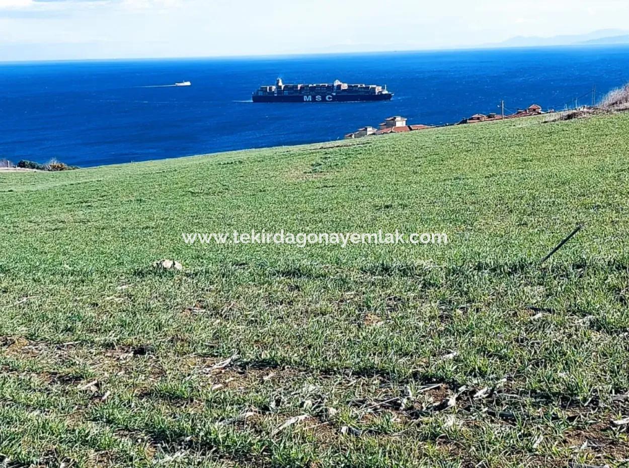 Tekirdağ Barbaros'ta Yatırımcılara Ve Ev Sahiplerine İdeal 465 M2 Deniz Manzaralı Arsa