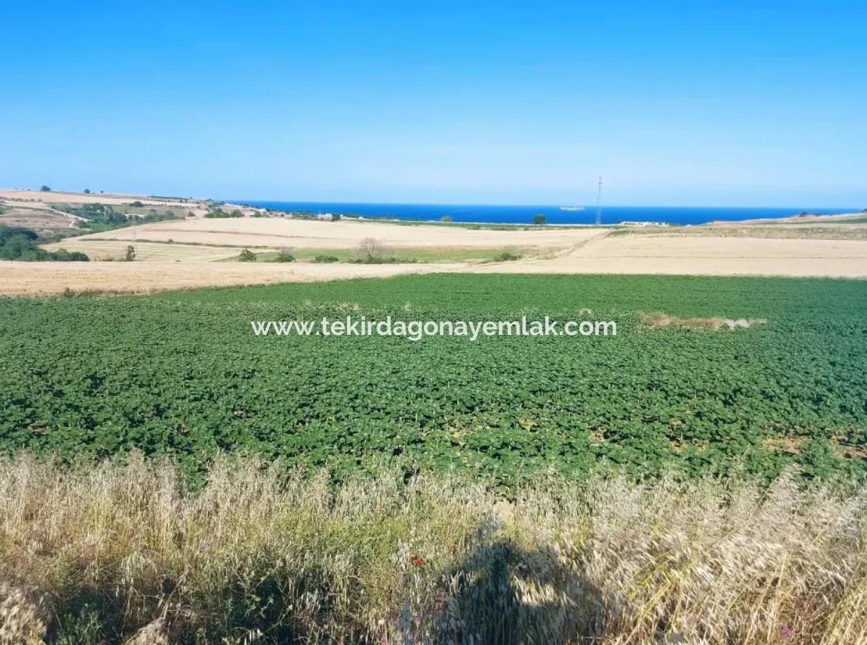 Tekirdağ Aşağkılıçlı Mah. Anayol Cepheli 2.340 M2 Al - Sata Uygun Yüksek Kazanç Vaaed Eden Acil Satılık Kupon Tarla