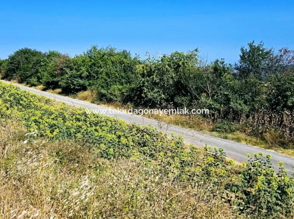 Tekirdağ Aşağkılıçlı Mah. Anayol Cepheli 2.340 M2 Al - Sata Uygun Yüksek Kazanç Vaaed Eden Acil Satılık Kupon Tarla