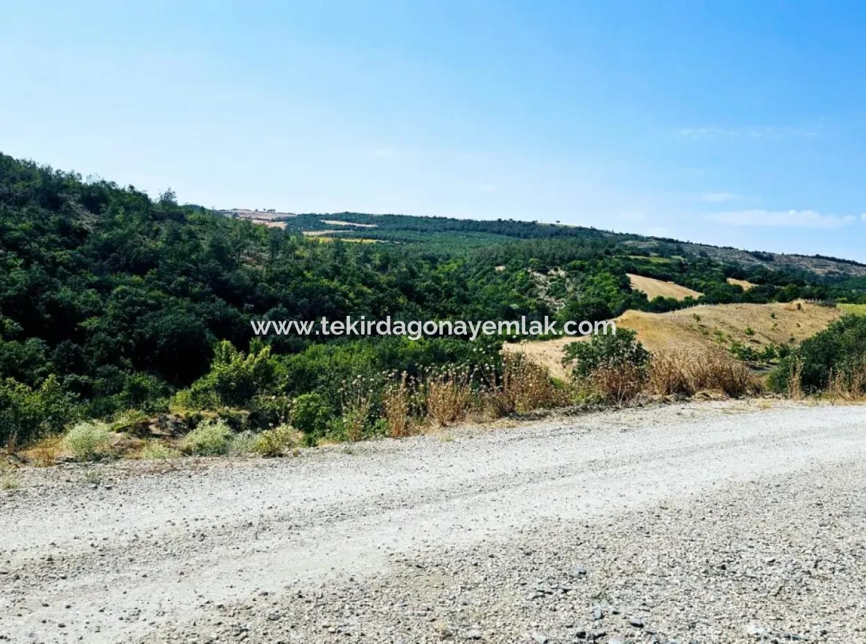 Tekirdağ Çanakçı Mahallesinde Kazançlı Yatırım Yapmak İsteyenler İçin Acil Satılık Kelepir Kopon Tarla