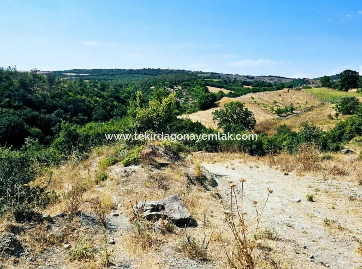 Tekirdağ Çanakçı Mahallesinde Kazançlı Yatırım Yapmak İsteyenler İçin Acil Satılık Kelepir Kopon Tarla