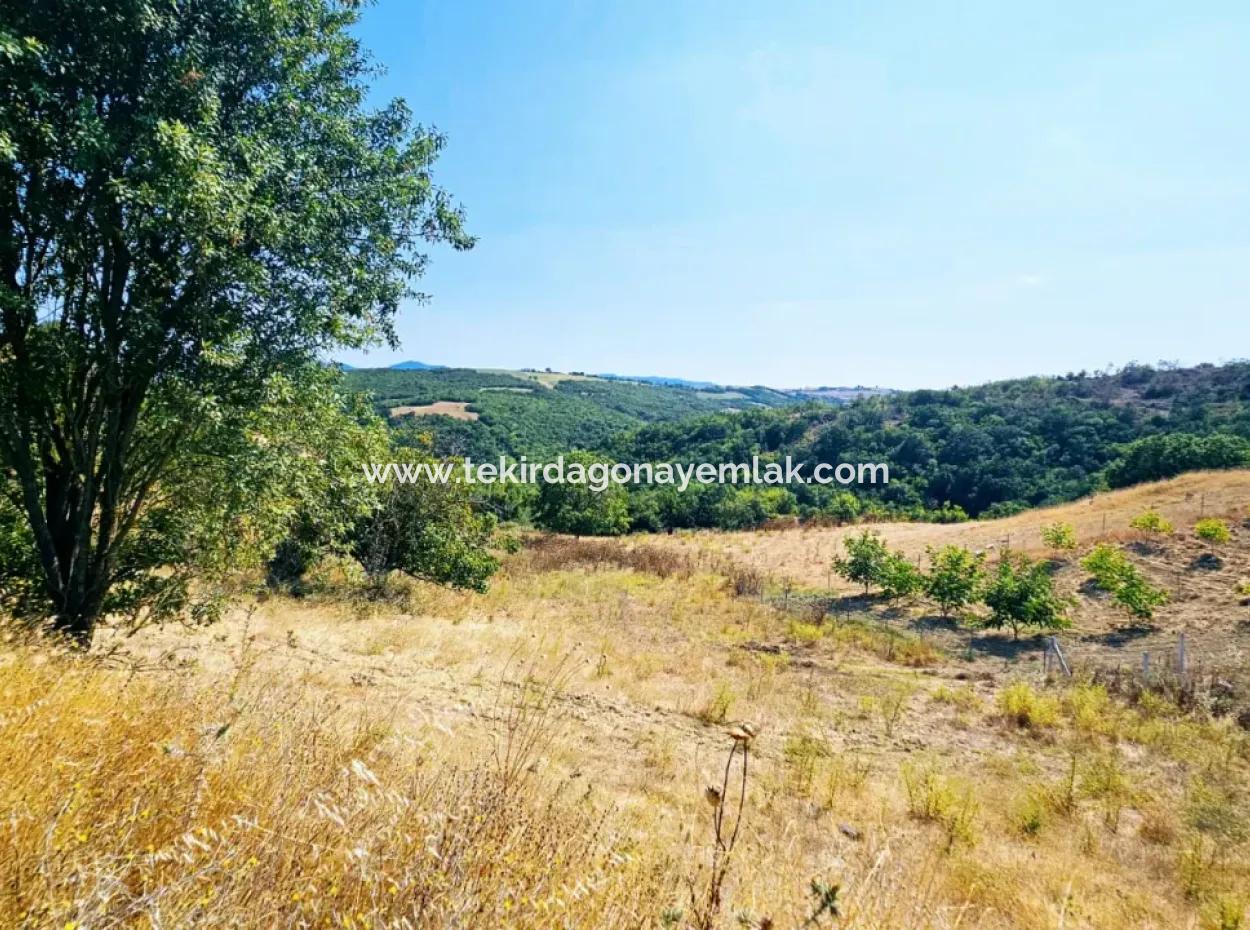 Tekirdağ Çanakçı Mahallesinde Kazançlı Yatırım Yapmak İsteyenler İçin Acil Satılık Kelepir Kopon Tarla