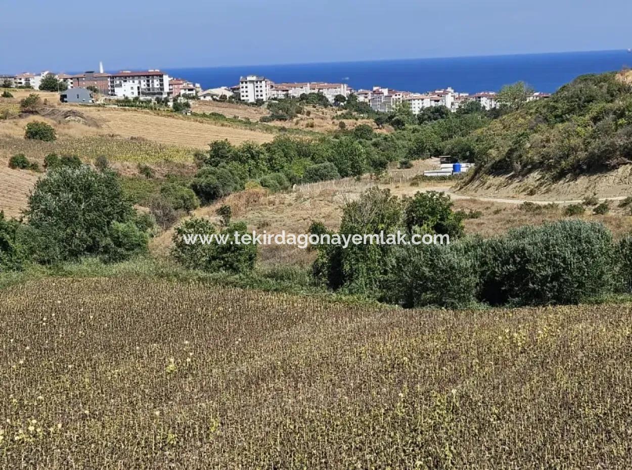 Tekirdağ Barbarosta Acil Satılık 9.100 M2 Villa İmarlı Tarla