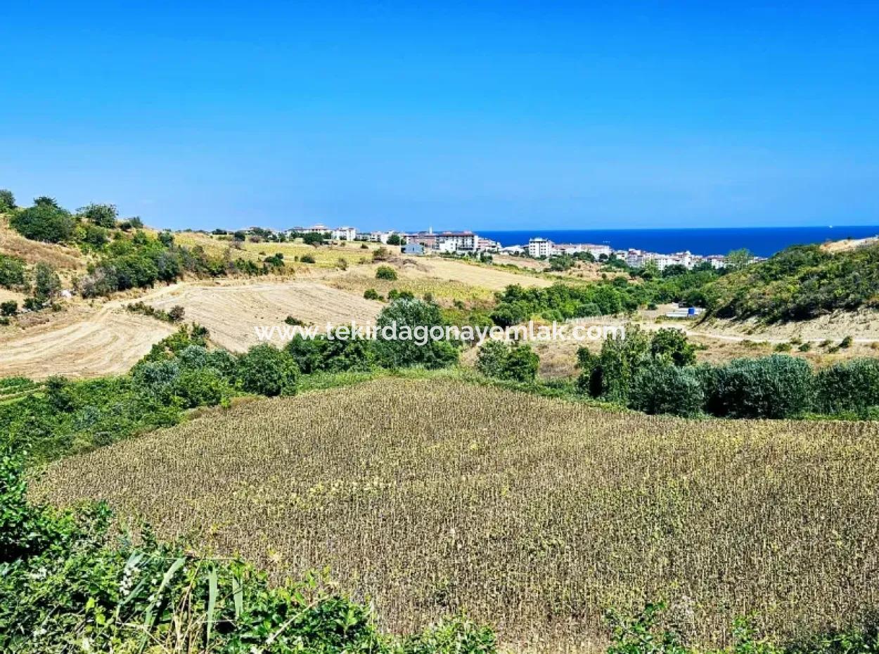 Tekirdağ Barbarosta Acil Satılık 9.100 M2 Villa İmarlı Tarla