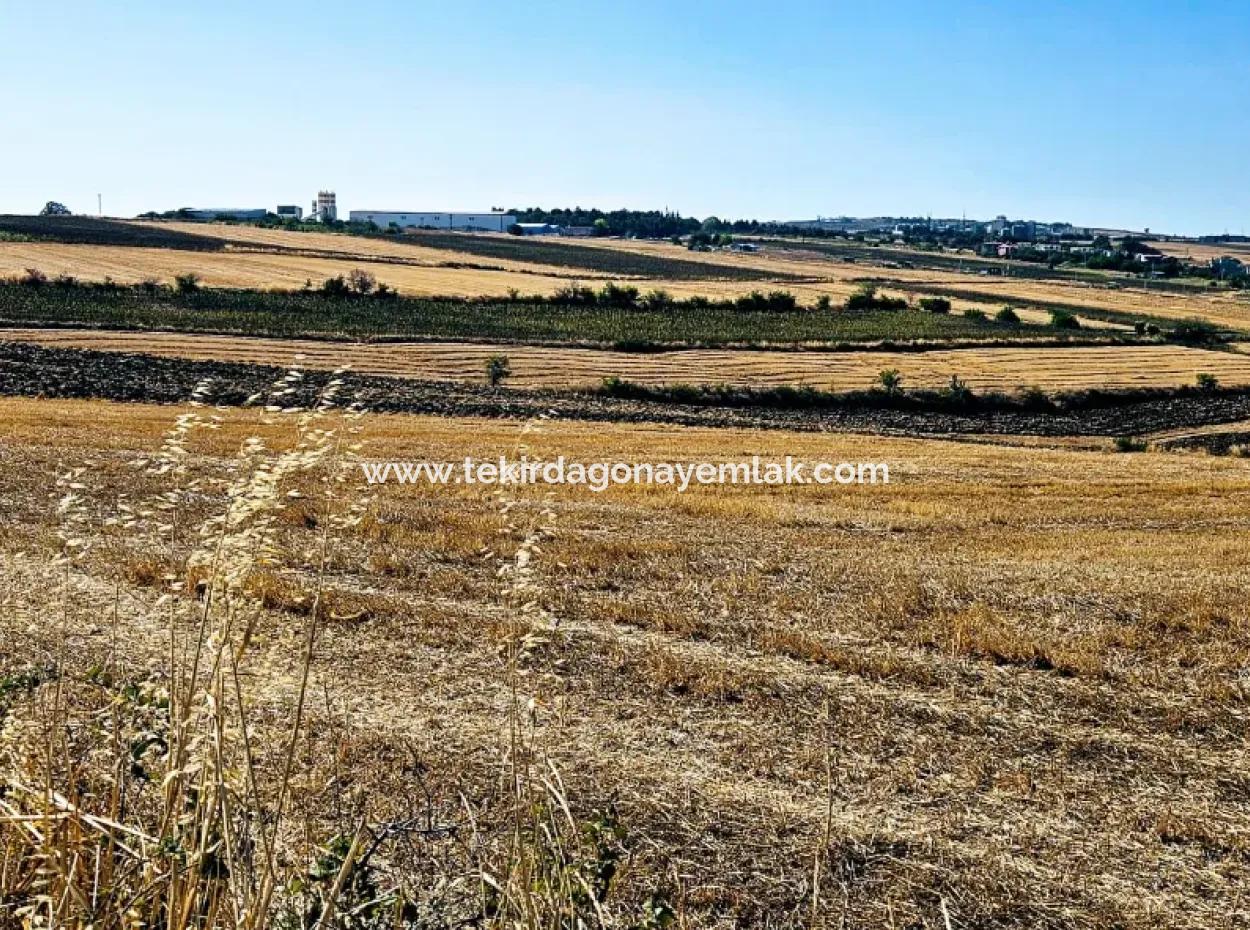 Tekirdağ Barbarosta Acil Satılık 2.650 M2 Villa İmarlı Yatırıma Uygun Kupon Tarla