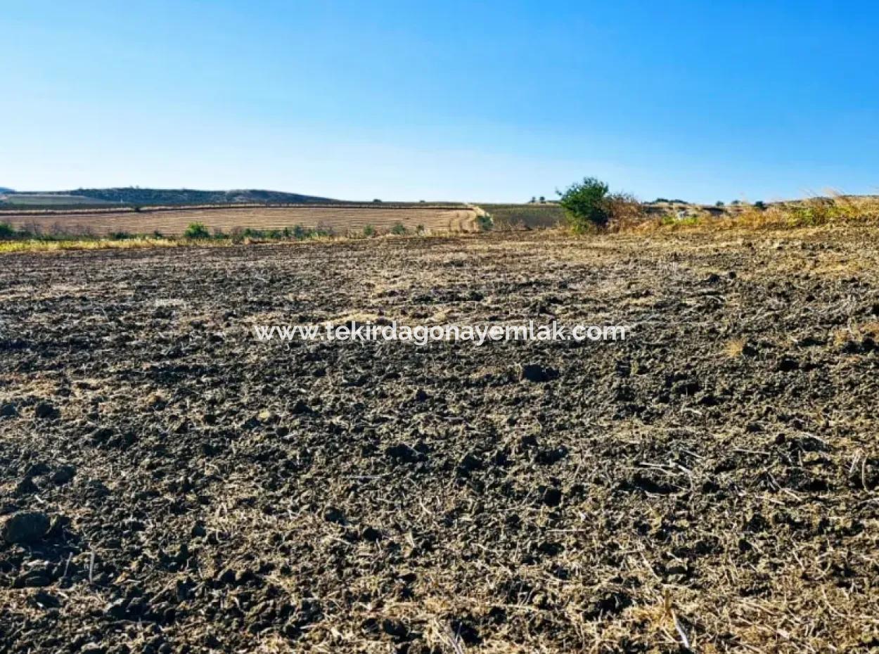 Asyaport Limanı Mevcut İmara Çok Yakın Yatırımlık Yapmak İsteyenler İçin Kaçırılmayacak Fırsat Arazi