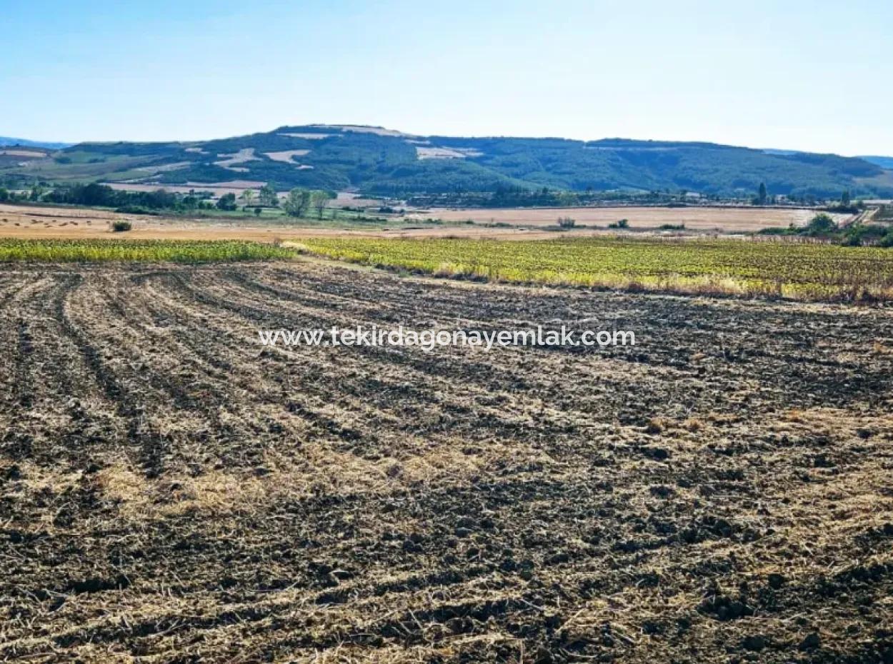 Asyaport Limanı Mevcut İmara Çok Yakın Yatırımlık Yapmak İsteyenler İçin Kaçırılmayacak Fırsat Arazi