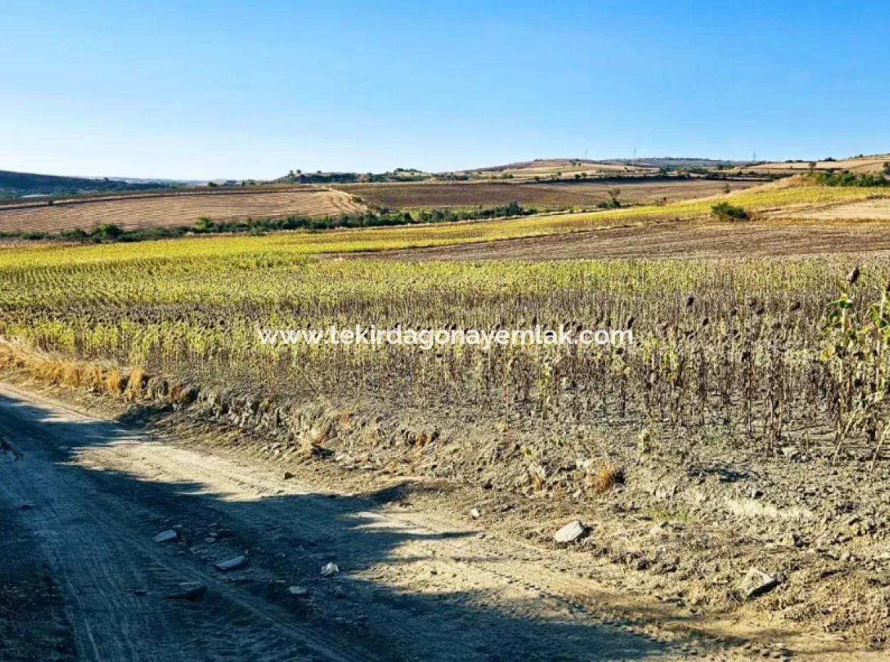 Asyaport Limanı Mevcut İmara Çok Yakın Acil Satılık 17.350 M2 Kelepir Yatırımlık Kupon Tarla